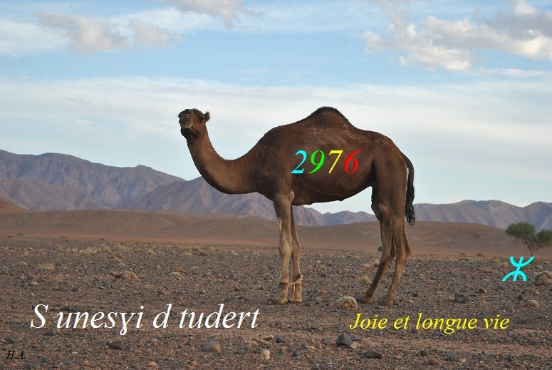 Assekkas ambarach 2976 - Dromadaire