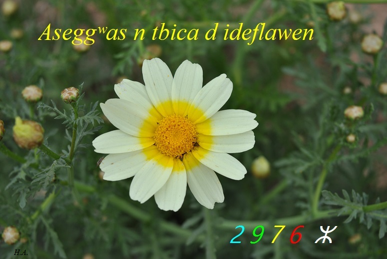 Assekkas ambarach 2976 - Fleur