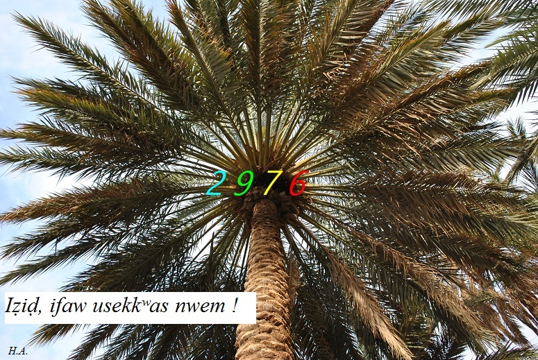 Assekkas ambarach 2976 - Palmier