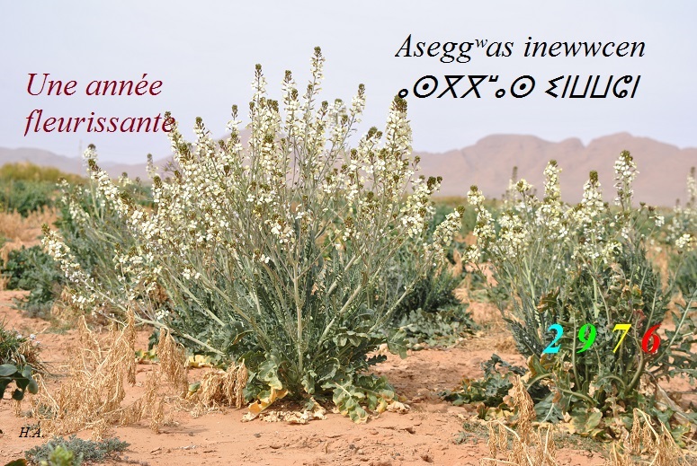 Assekkas ambarach 2976 - Verdure 2